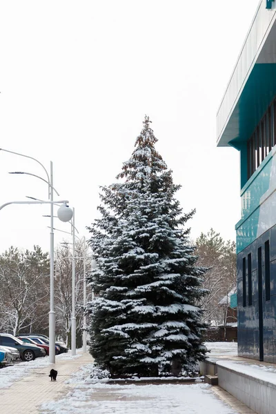 Güzel köknar ağacı karla kaplı, şehir binası ve sokak lambası, yürüyen siyah kedi. Kış manzarası