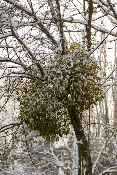 Arbusto Siempreverde Redondo Del Parásito Del Muérdago Árbol Cubierto Nieve —  Fotos de Stock