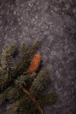 Gri ahşap arka planda büyük konisi olan mavi köknar ağacı dalı. Noel boş kartı, kopyalama alanı, dikey çekim
