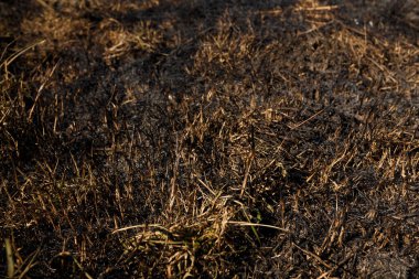 Yanmış sazlıklar ve doğal yangından sonra gölün yakınındaki çimenler çevresel koruma, küresel toprak sorunu. çekim desenini kapat
