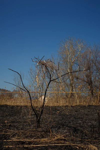 Landscape Natural Fire Burnt Reeds Grass Bushes Lake — Stock Photo, Image