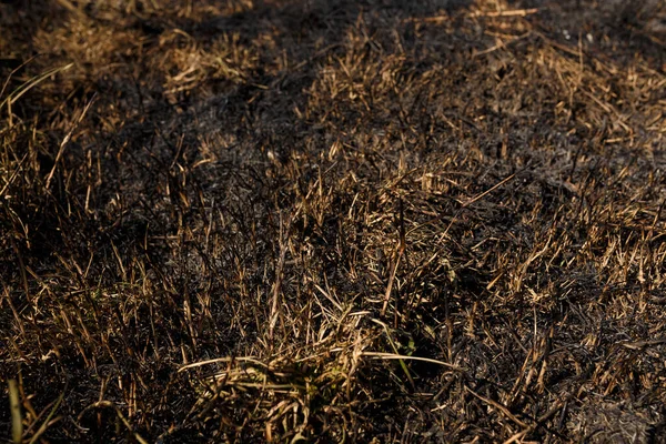 Yanmış sazlıklar ve doğal yangından sonra gölün yakınındaki çimenler çevresel koruma, küresel toprak sorunu. çekim desenini kapat
