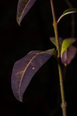 Sonbahar ormanında, yeşil, yeşil, elder üzümü yaprakları, dikey yakın çekim sert ışık altında