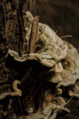 Bazı beyaz gri mantarlar, mantarlar ya da sonbahar ormanlarında ağaçta burr.
