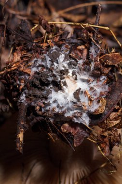 Mycelium of tricholoma mushroom in autumn forest, soft frocused macro shot
