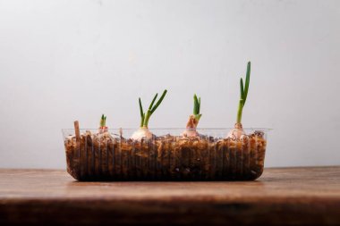 Yeni yetişen yeşil yapraklı soğan soğanı kırsal masada plastik bir tencerede, beyaz arka plan, yakın çekim