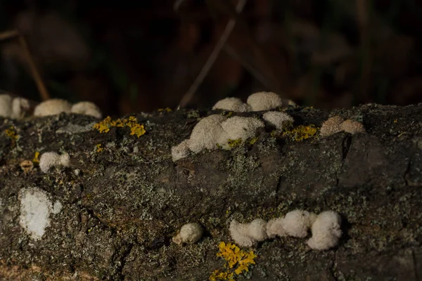 Some White Fungi Green Yellow Lichen Tree Branch Autumn Forest — Stok fotoğraf