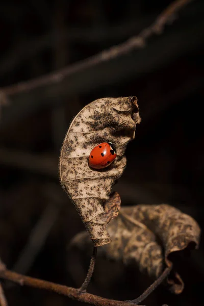 Μικρή Κόκκινη Πασχαλίτσα Πασχαλίτσα Ξηρό Καφέ Φύλλο Στον Κήπο Φθινόπωρο — Φωτογραφία Αρχείου
