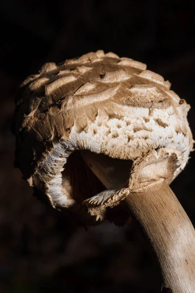 Parasol Mushroom Macrolepiota Procera Dry Autumn Forest Leaves Mushrooming Mushrooms — ストック写真