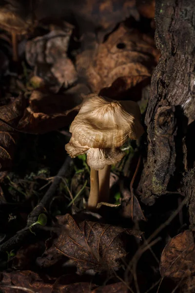 Bazı küçük bej renkli Agaricales ayrıca solungaçlı mantar olarak da bilinir sonbahar ormanlarında ayırt edici solungaçları ya da methiyeleri için. dikey yakın çekim