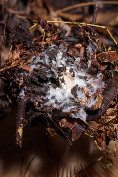 Mycelium Του Μανιταριού Τριχόωμα Στο Δάσος Του Φθινοπώρου Μαλακό Frocused — Φωτογραφία Αρχείου