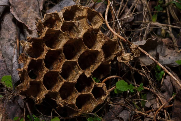 Άδειο Ξηρό Σπασμένα Εγκαταλελειμμένα Σφήκες Φωλιά Κυψέλη Μέλισσα Εξάγωνο Μοτίβο — Φωτογραφία Αρχείου