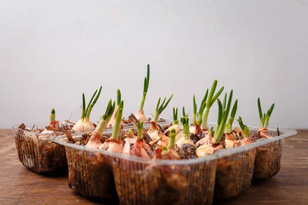 Evde sebze ve sebze yetiştirmek, ahşap arka planda taze taze soğan yetiştirmek. Bahçe ve bahar hasadı