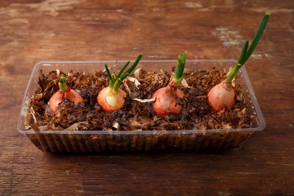Plastik kapta yetişen taze soğanlar, ev bitkisi, organik yeşillikler, bahçe konsepti. Ahşap masada saksı bitkileri, üst manzara.
