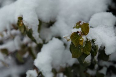 Evergreen ivy plant foliage covered with snow on snowy winter day, close up shot