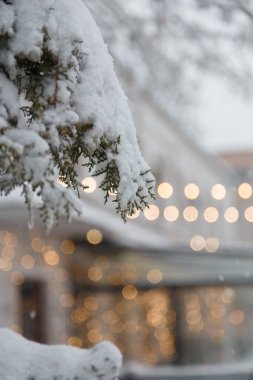 Thuja, thuya dalı karla kaplı güzel altın çelenk ışıkları, arka plan, Noel zamanı