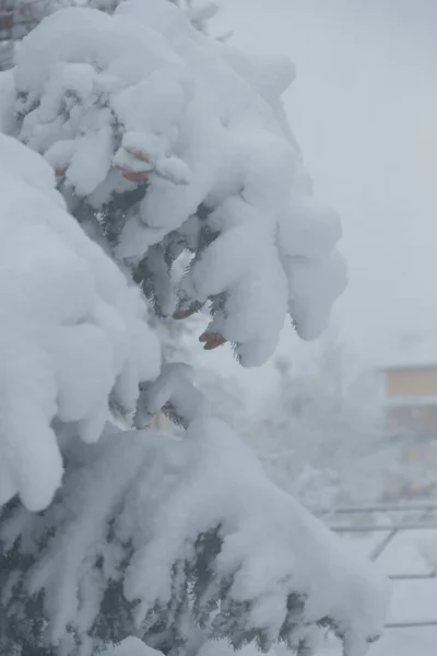 Beautiful Fir Tree Branches Covered Snow Snowfall Blizzard Winter Landscape — Fotografia de Stock