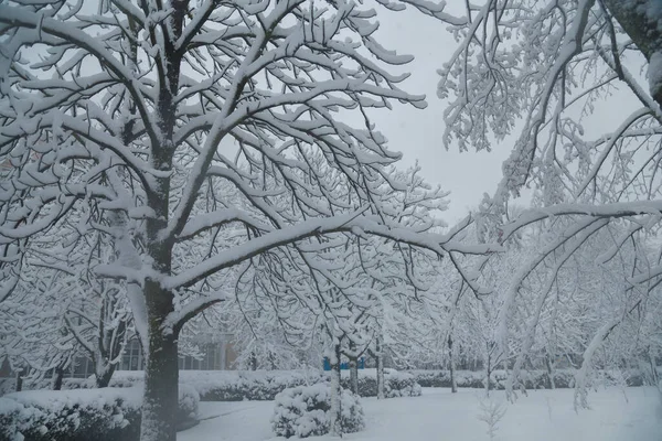 눈덮인 날씨에 눈덮인 아름다운 가지들 눈내리는 — 스톡 사진