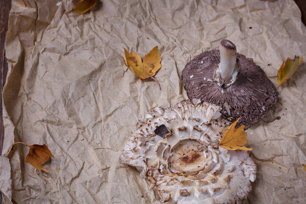 Свежие шампанские грибы и сухие листья на бумаге. Сезонный гранулированный продукт, здоровая белковая пища.