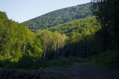 Güzel Karpat dağları yeşil çimenler ve koyu ağaçlarla kaplı orman sıcak yaz gününde, kontrastlı ışık