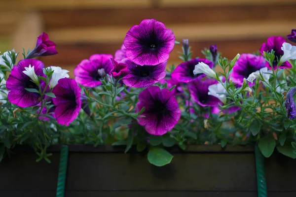 Güzel Pembe Petunya Çiçekleri Balkonda Yakın Çekim — Stok fotoğraf