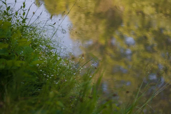 Мягкий Сфокусированный Снимок Травы Цветов Возле Озера Флора Болот — стоковое фото