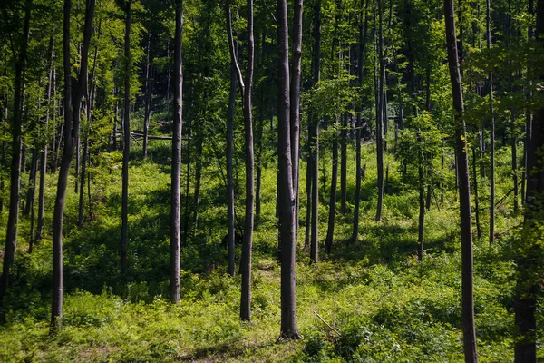 Güzel Karpatlar ormanı. Yeşil çimenler ve koyu ağaçlar. Sıcak yaz gününde, kontrastlı ışık.