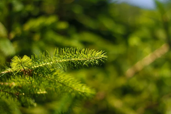 Beautiful Fresh Young Fir Tree Branches Green Blurry Background Soft — Stock Photo, Image