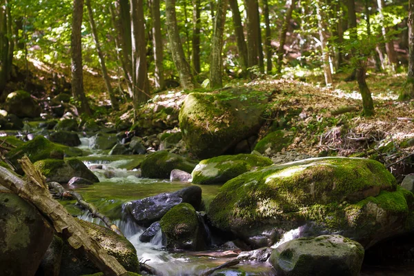 Dağ nehri büyük yeşil yosunlu taşların arasında akıyor, Karpat ormanı arka planda. Ukrayna doğa manzarası