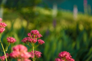 Bulanık yeşil arka planda güzel pembe çiçek, yumuşak odaklı yakın çekim. İlkbahar çiçek kavramı, boşluğu kopyala.