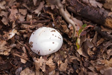 Sonbahar ormanında kuru yaprakların arasında beyaz şampiyon. Mevsimsel mantar avı, sonbahar doğası, sağlıklı organik gıda kavramı..