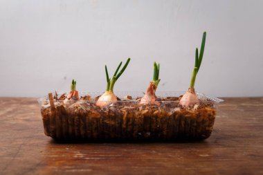 Yeni yetişen yeşil yapraklı soğan soğanı kırsal masada plastik bir tencerede, beyaz arka plan, yakın çekim