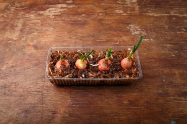 Plastik kapta yetişen taze soğanlar, ev bitkisi, organik yeşillikler, bahçe konsepti. Ahşap masada saksı bitkileri, üst manzara.