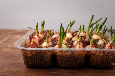 Evde sebze ve sebze yetiştirmek, ahşap arka planda taze taze soğan yetiştirmek. Bahçe ve bahar hasadı