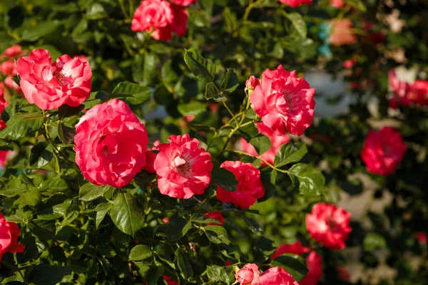 Зеленый Красивыми Розовыми Цветками Солнце Концепция Расцвета Весеннего Времени — стоковое фото