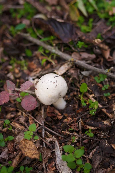 White Champignon Autumn Forest Dry Leaves Seasonal Mushrooms Woods Fall — Stock Photo, Image