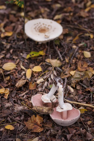 Champignon Poussant Dans Forêt Automne Parmi Les Feuilles Sèches Deux — Photo