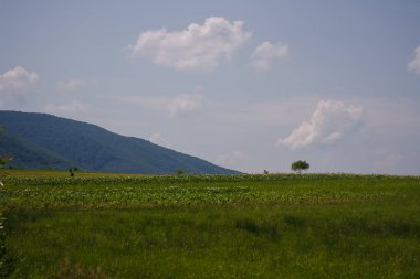 Ukraynalı Karpatlar. Yeşillik ve mavi gökyüzü arkaplanı arasındaki dağlar. Güzel doğa manzarası