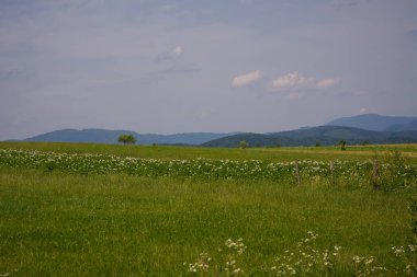 Ukraynalı Karpatlar. Yeşillik ve mavi gökyüzü arkaplanı arasındaki dağlar. Güzel doğa manzarası