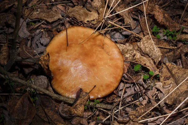 Grande Cogumelo Guelado Marrom Estragado Cheio Vermes Brancos Larvas Floresta — Fotografia de Stock