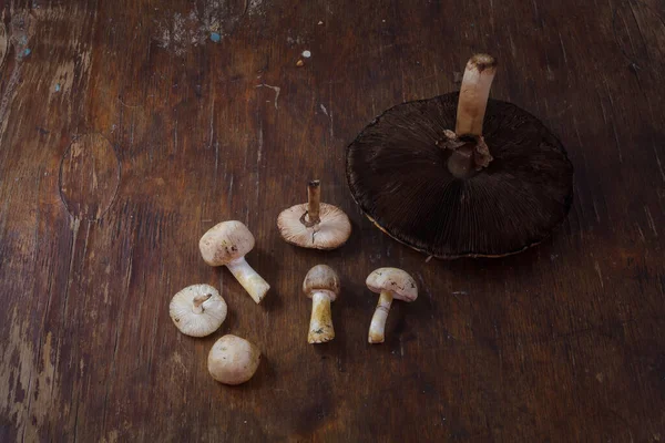 Grande Pequeno Cogumelos Champignon Floresta Fresca Fundo Madeira Rústico Colheita — Fotografia de Stock