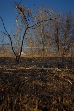 Yanmış sazlıklar, çimenler ve göl kenarındaki çalılarla doğal ateşten sonra manzara.