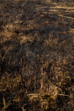 Yanmış sazlıklar ve doğal yangından sonra gölün yakınındaki çimenler çevresel koruma, küresel toprak sorunu. çekim desenini kapat