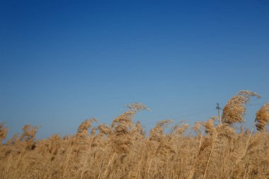 açık mavi gökyüzü arka planında güzel bej kahverengi sazlıklar, sulak alanlar bitki yaşamı ve doğa