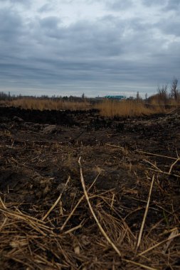 dramatic lake landscape with burnt grass and reeds after natural fire, ecological pollution, global earth environmental problem