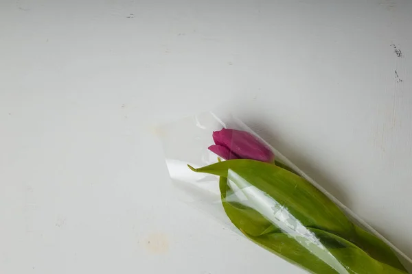 Jeden Fialový Tulipán Zelenými Listy Průhledném Plastovém Obalu Bílém Pozadí — Stock fotografie