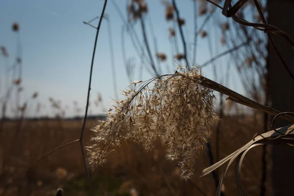 Soft Focused Close Shot Reeds Plant Blurry Background Wetlands Nature — стоковое фото