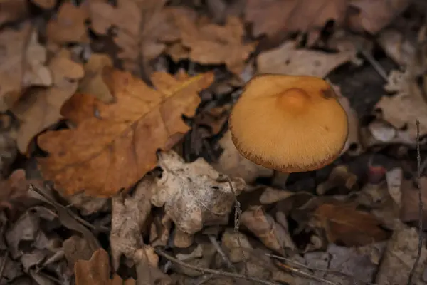 Pequeño Hongo Marrón Entre Las Hojas Color Marrón Seco Bosque — Foto de Stock