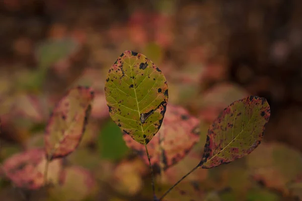Red Green Cotinus Coggygria Leaves Branches Blurry Forest Background Autumn — Stock Photo, Image