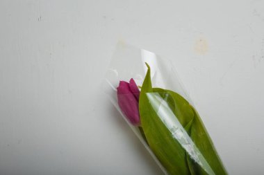 Beyaz arka planda yeşil yapraklı bir mor lale tomurcuğu, kopyalama alanı. Anneler, kadınlar günü, doğum günü